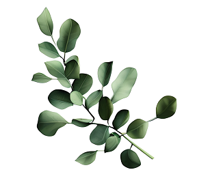 Eucalyptus Leaves Collection (5) - LOGO